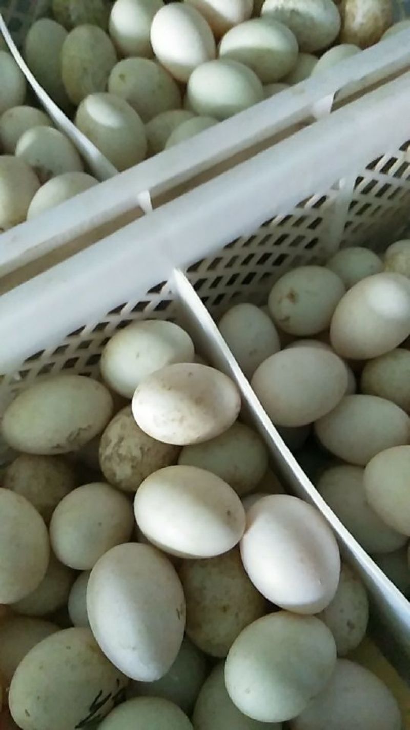鲜鸭蛋
