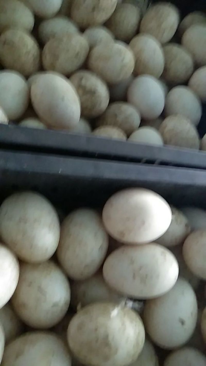 鲜鸭蛋