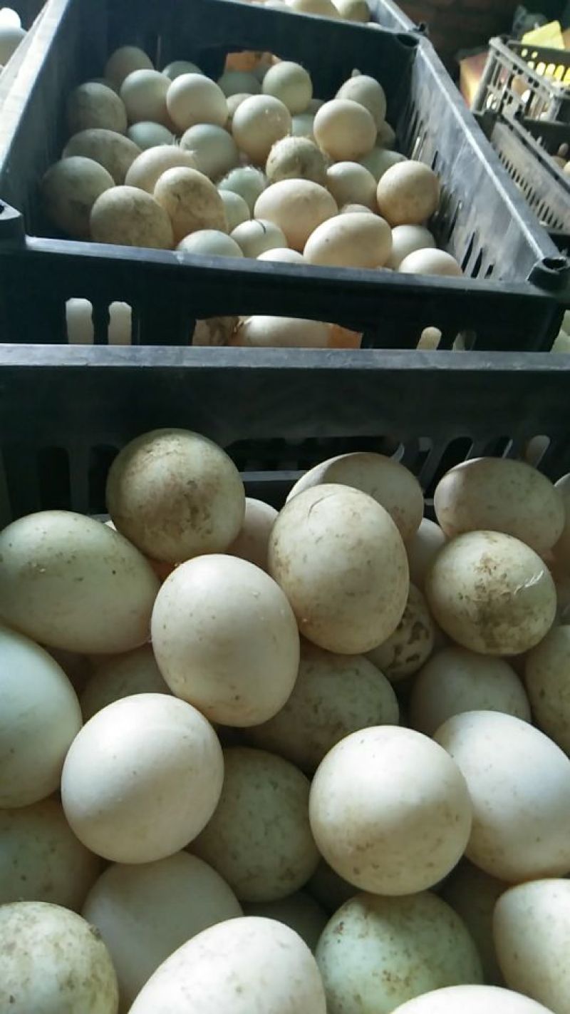 鲜鸭蛋