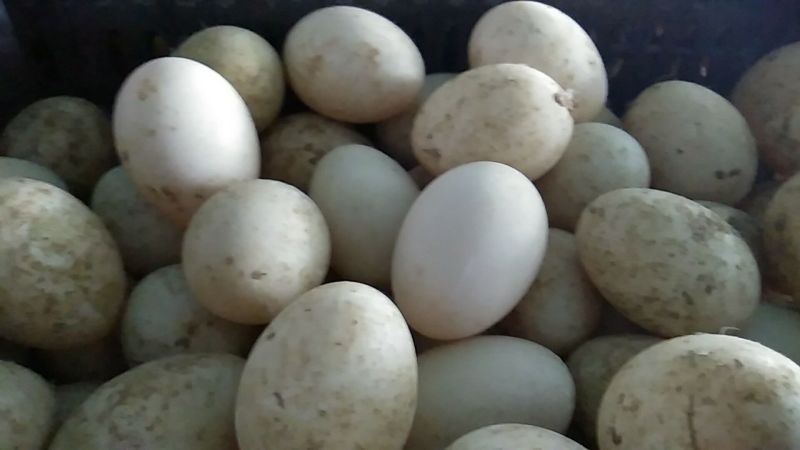 鲜鸭蛋