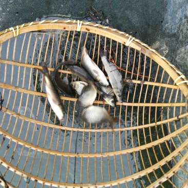 鲤鱼苗福瑞鲤人工养殖鱼苗优质鱼苗