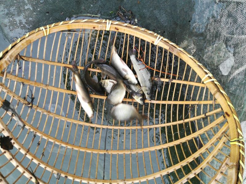 鲤鱼苗福瑞鲤人工养殖鱼苗优质鱼苗