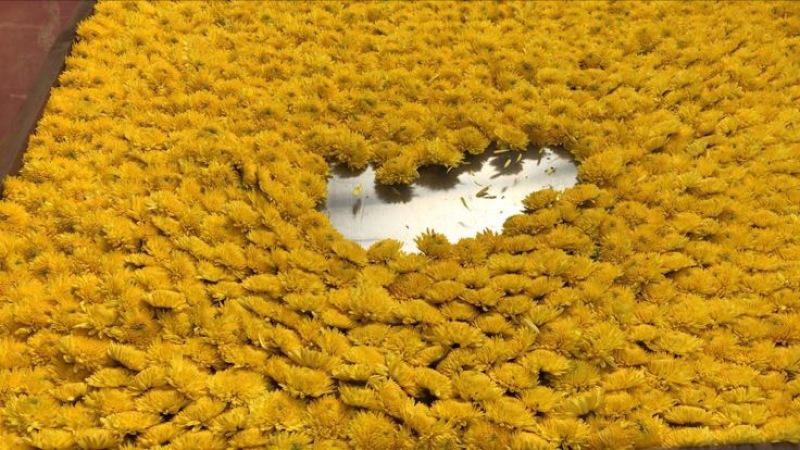 飞廉罐装
