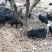 藏猪70公斤以上