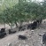藏猪70公斤以上