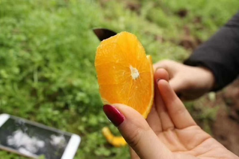 精品夏橙价格低品质优基地直供保质保量