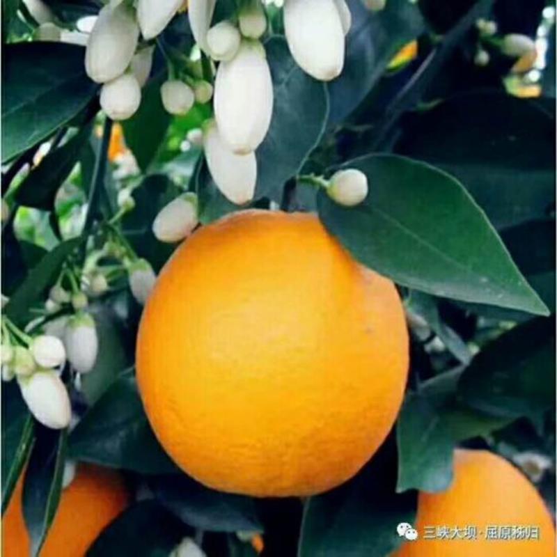 精品夏橙价格低品质优基地直供保质保量