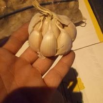 金乡红蒜5.5cm~6cm干蒜