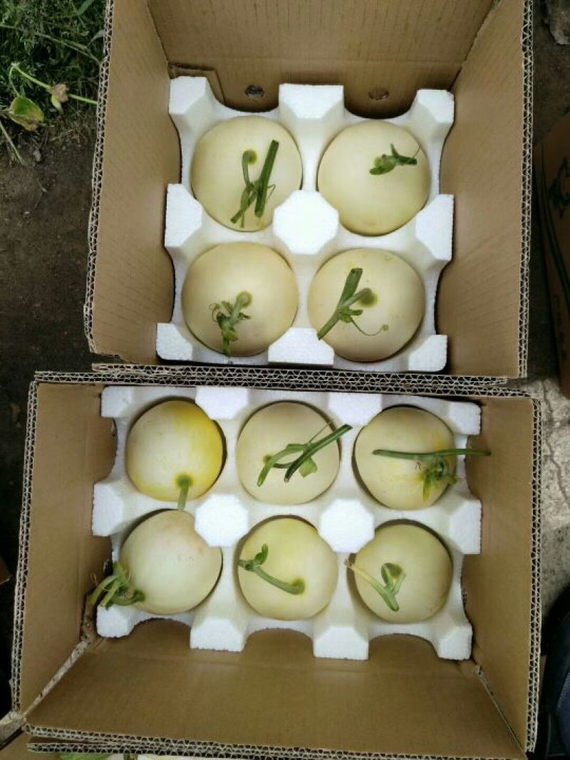 甜瓜1斤以上精品