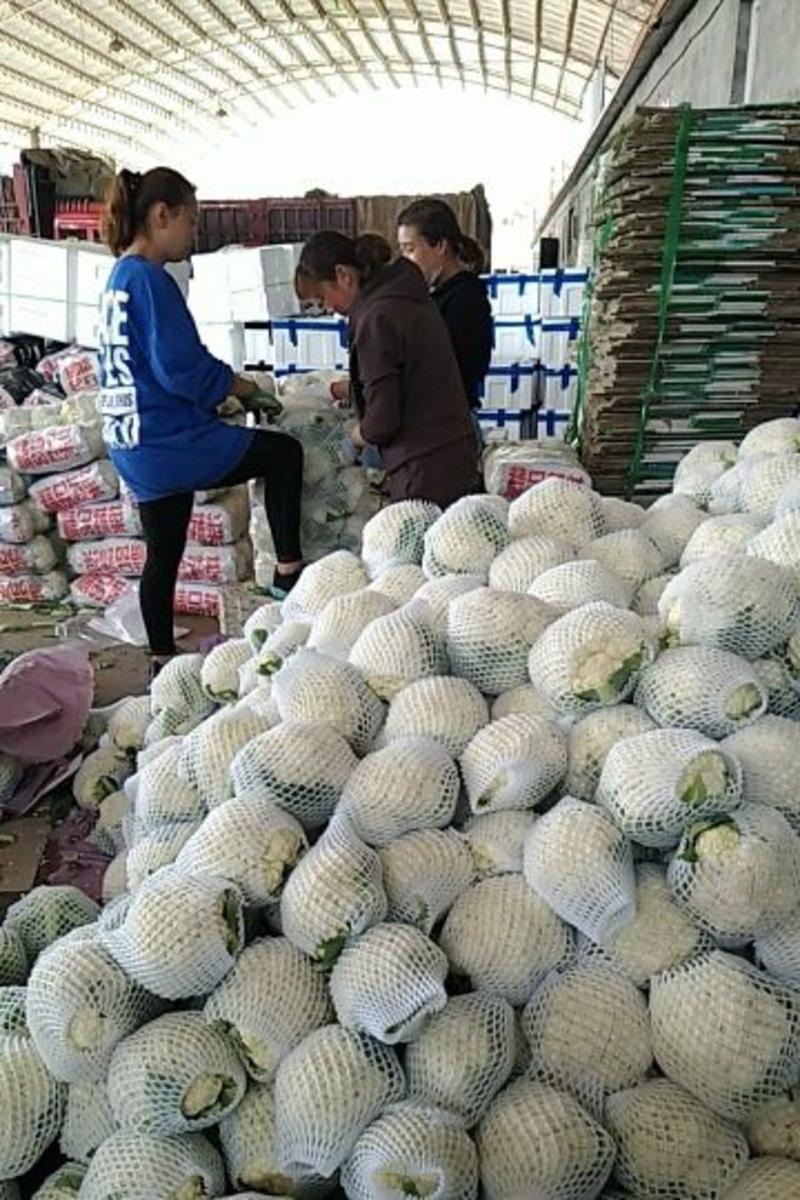 精品菜花，白面青梗花菜各大市场发货，量大优惠全国发货
