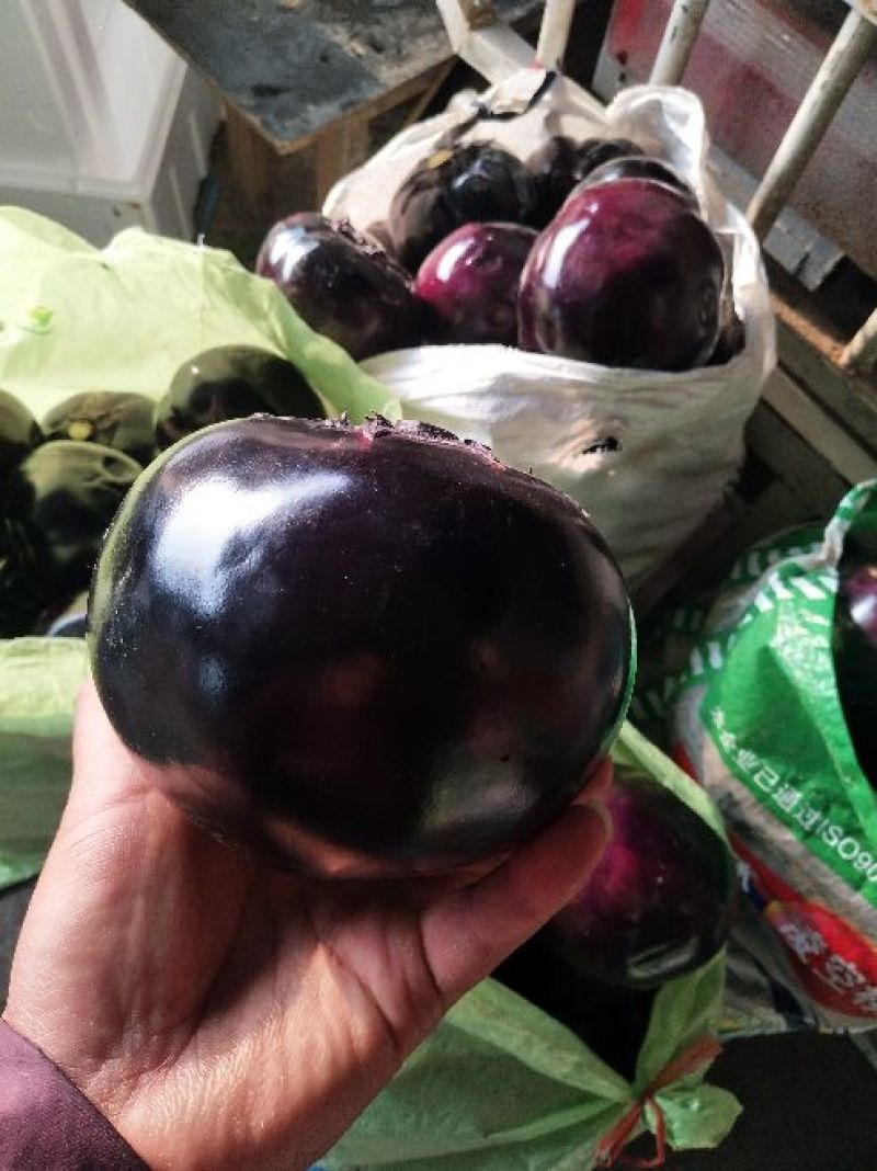 【推荐】精品圆茄，货源充足，鲜货供应，代办代发产地直销