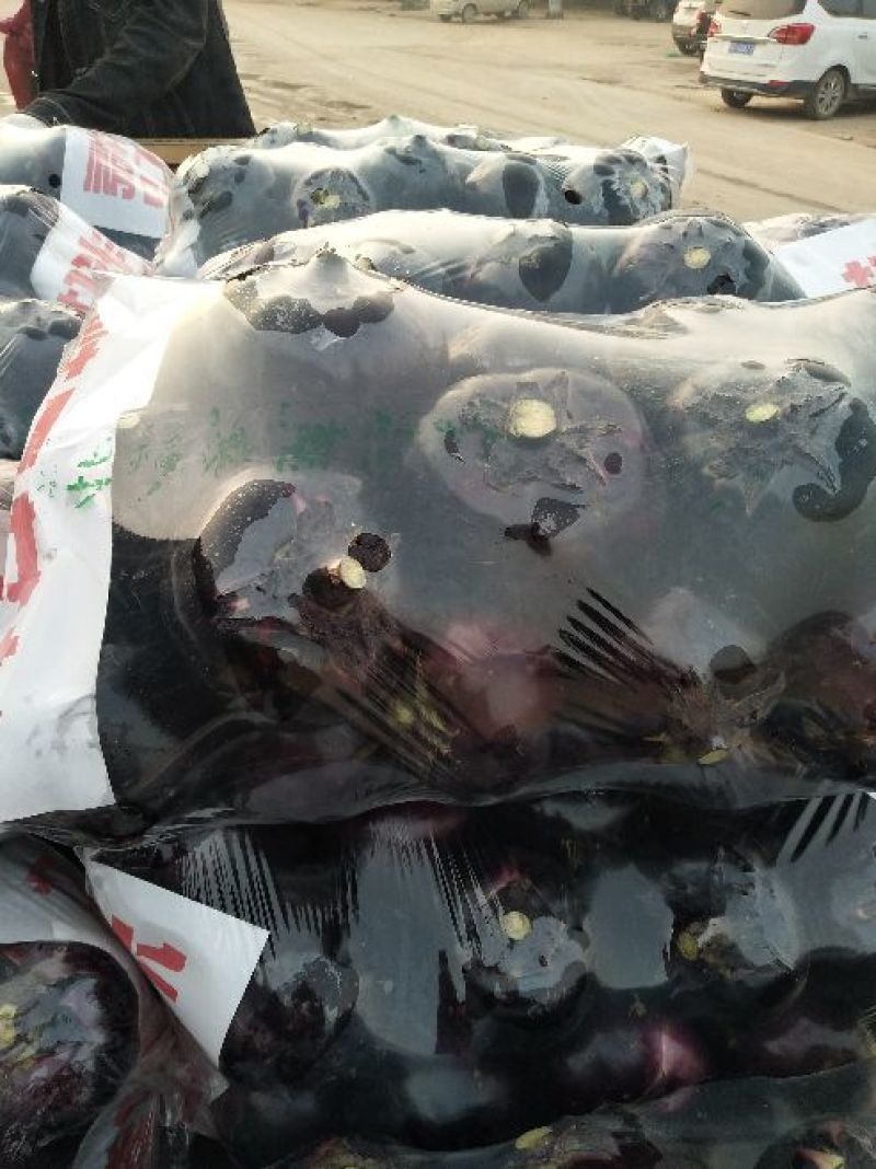 【推荐】精品圆茄，货源充足，鲜货供应，代办代发产地直销