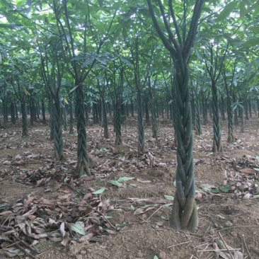 发财树裸根不带土。量大货优，合作批发。什么品相好都有