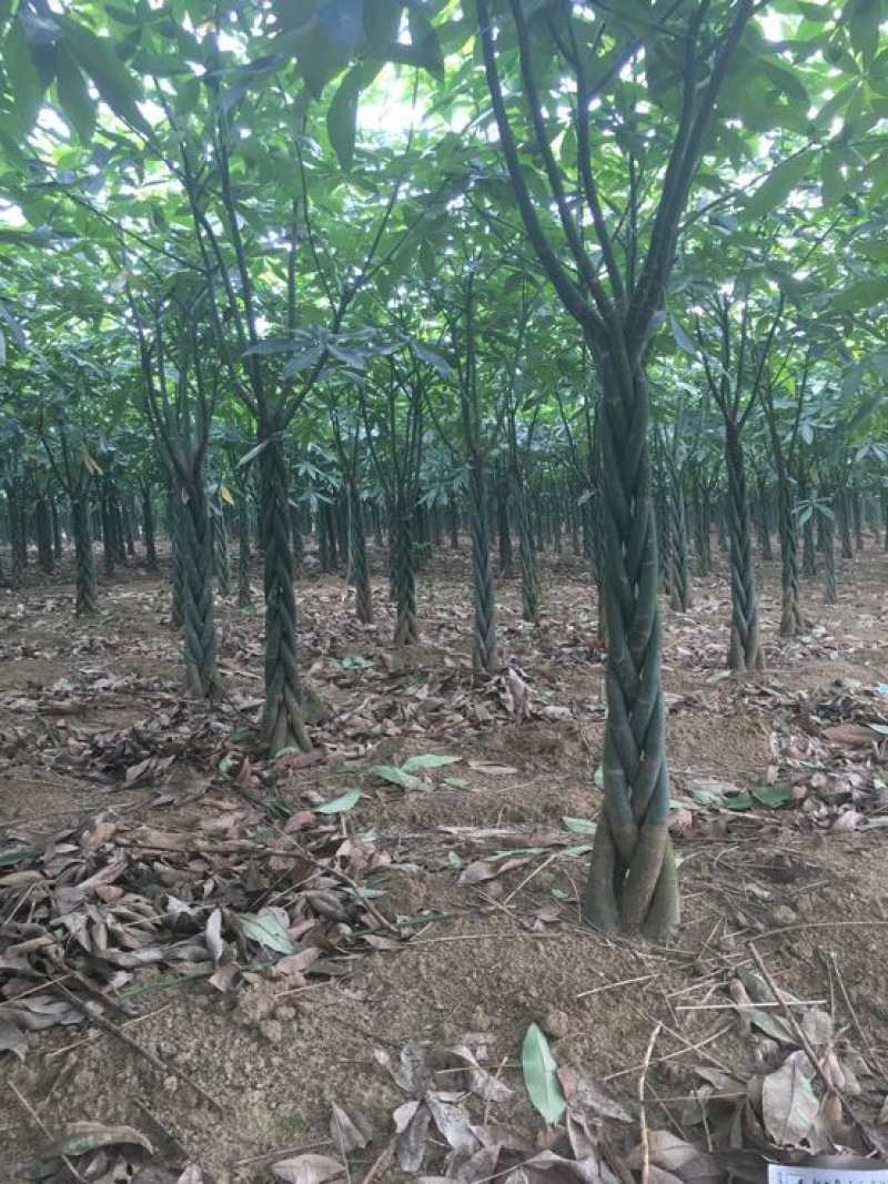 发财树裸根不带土。量大货优，合作批发。什么品相好都有