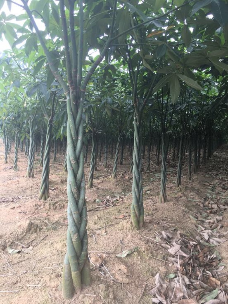 发财树裸根不带土。量大货优，合作批发。什么品相好都有