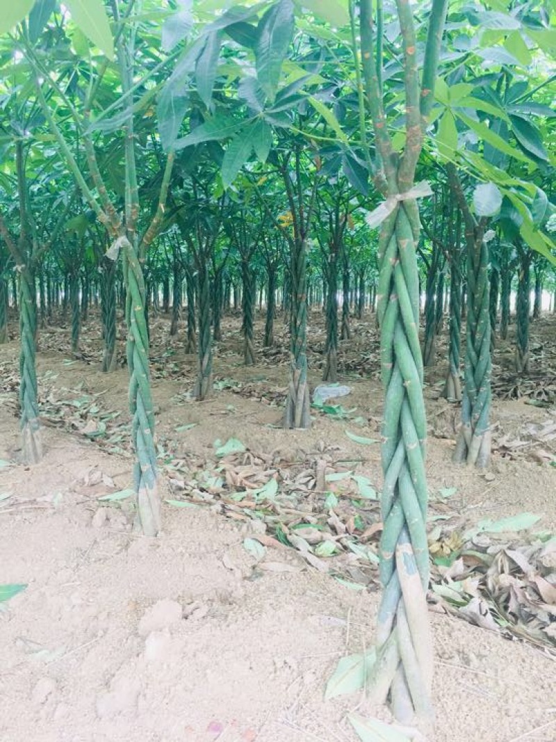 发财树裸根不带土。量大货优，合作批发。什么品相好都有