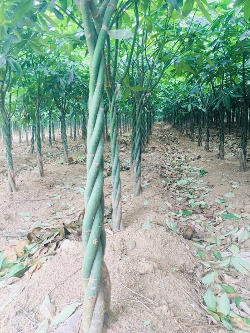 发财树裸根不带土。量大货优，合作批发。什么品相好都有