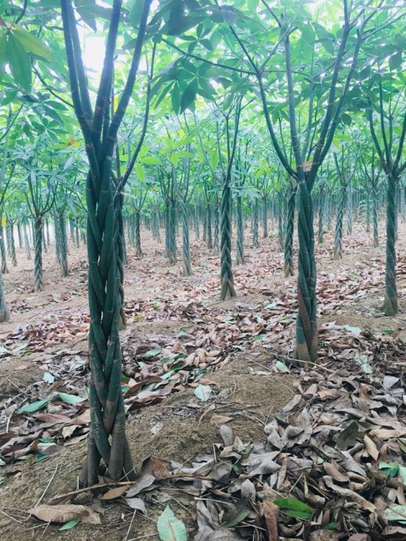 发财树裸根不带土。量大货优，合作批发。什么品相好都有