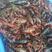澳洲淡水小龙虾藕塘套养4-6钱（20-30克）活虾