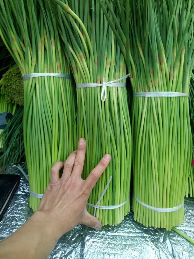 【蒜薹】精品红毛蒜薹产地直发供应各大市场电商