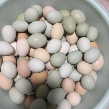 土鸡蛋食用50g以下
