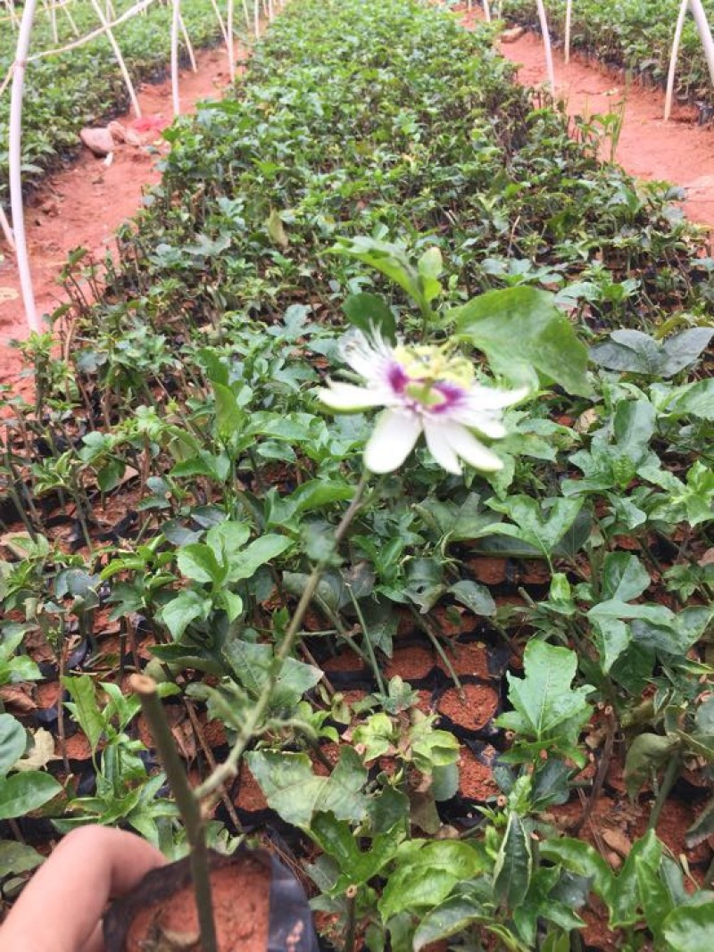紫香1号百香果苗10~20cm