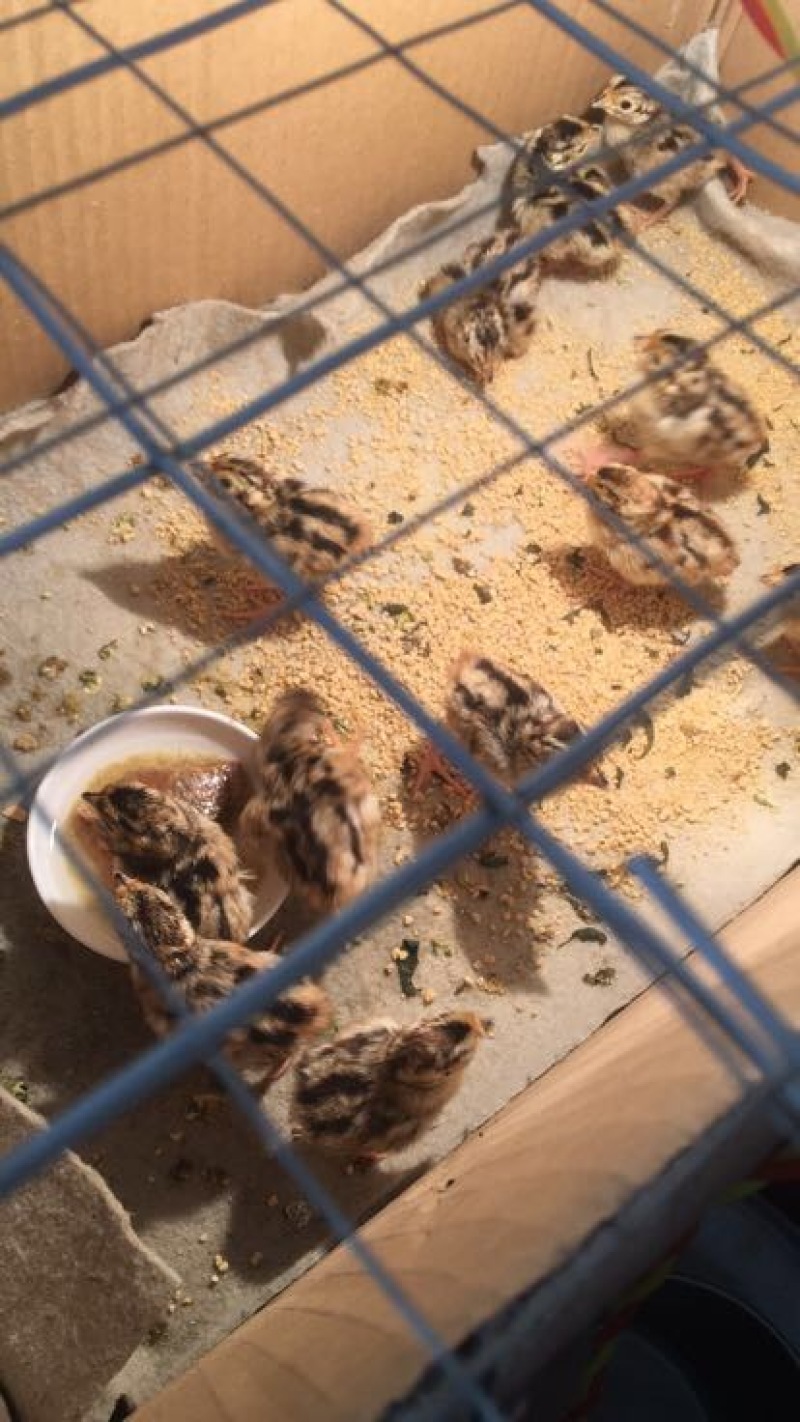 鸡苗35~45克脱温苗通货