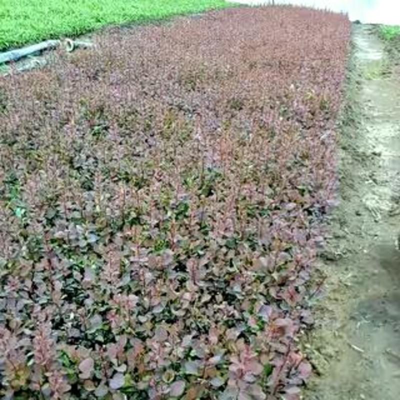 红叶小檗苗10~20cm红叶小檗床苗籽播扦插两种