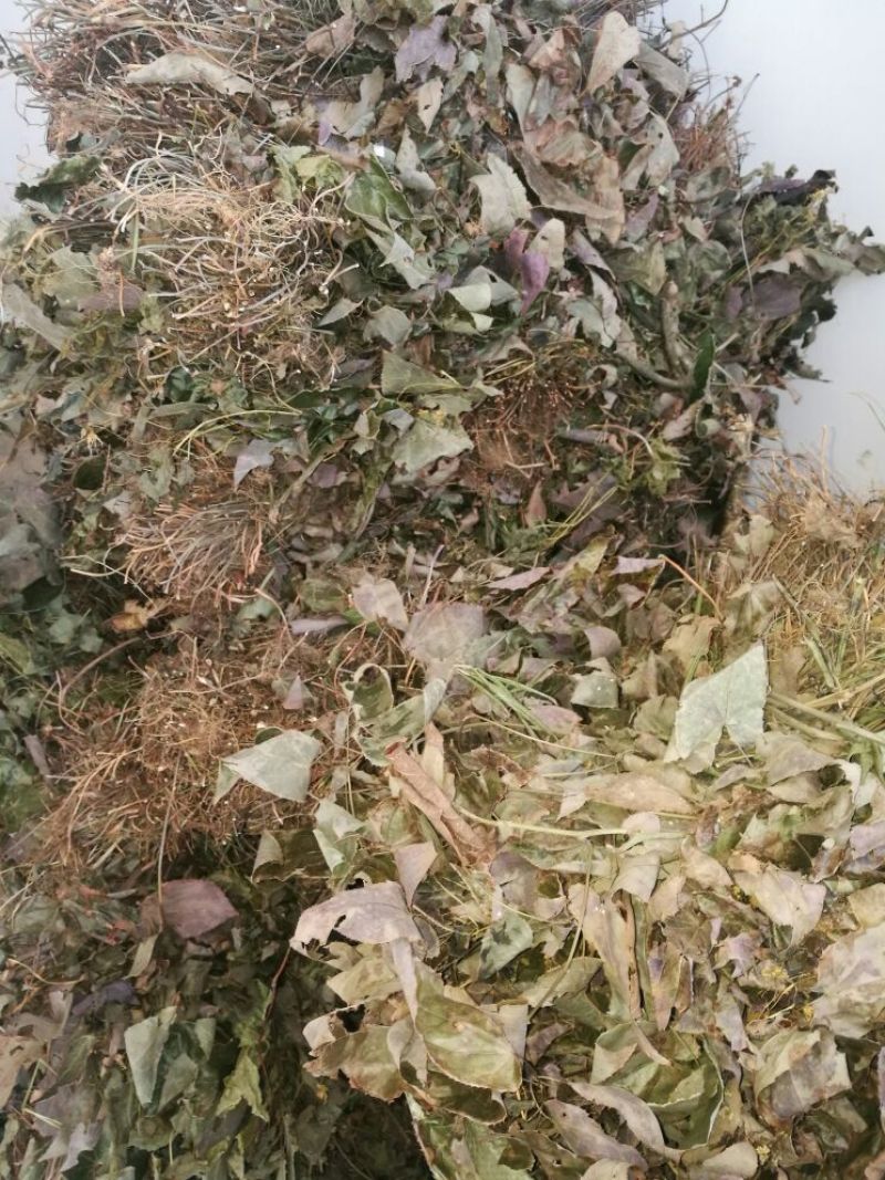 淫羊藿不带头统品质保证量大从优欢迎咨询下单