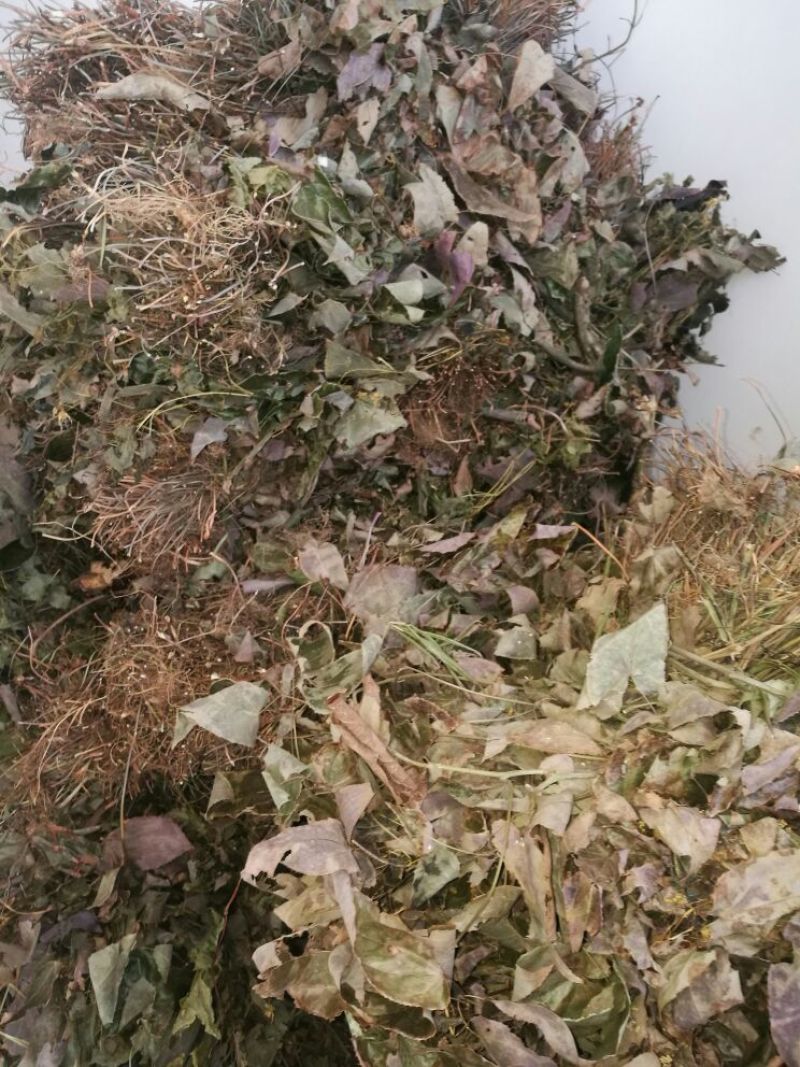 淫羊藿不带头统品质保证量大从优欢迎咨询下单