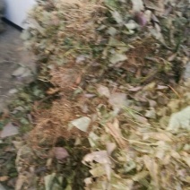 淫羊藿不带头统品质保证量大从优欢迎咨询下单