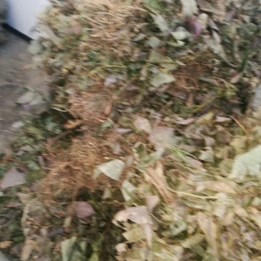 淫羊藿不带头统品质保证量大从优欢迎咨询下单