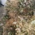 淫羊藿不带头统品质保证量大从优欢迎咨询下单
