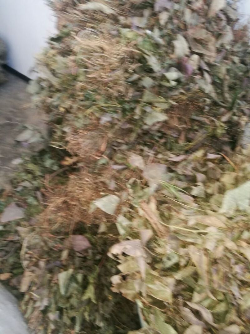 淫羊藿不带头统品质保证量大从优欢迎咨询下单