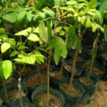 龙眼树苗10~20cm