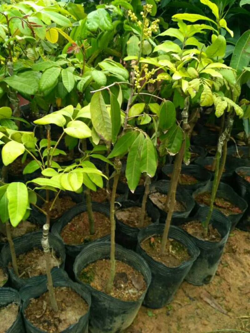 龙眼树苗10~20cm