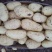 荷兰十五土豆通货3两以上