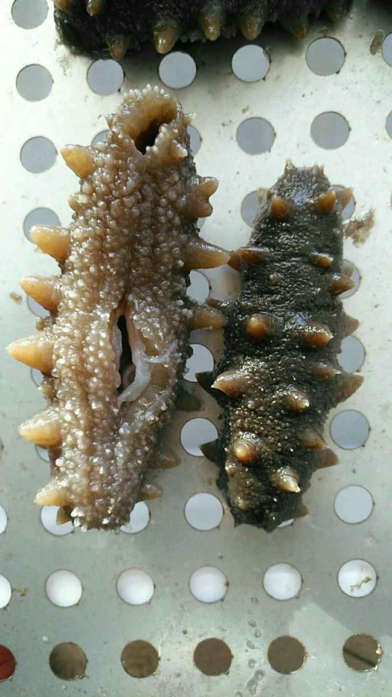 正宗辽参