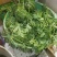 8424西瓜5斤打底9成熟1茬