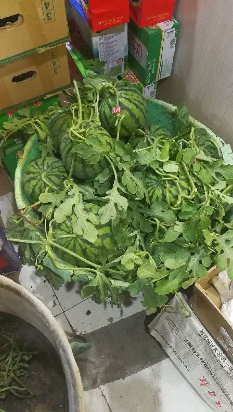8424西瓜5斤打底9成熟1茬