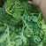 8424西瓜5斤打底9成熟1茬