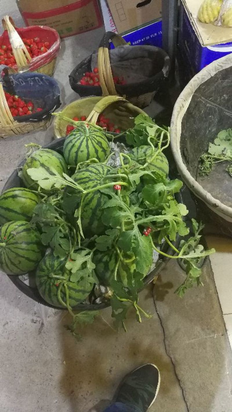8424西瓜5斤打底9成熟1茬