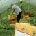 8424西瓜5斤打底9成熟1茬