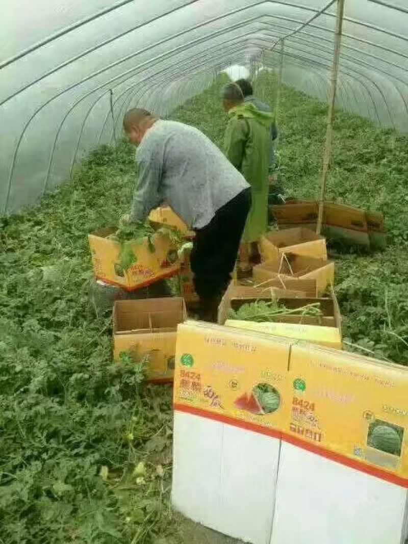 8424西瓜5斤打底9成熟1茬