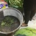 8424西瓜5斤打底9成熟1茬