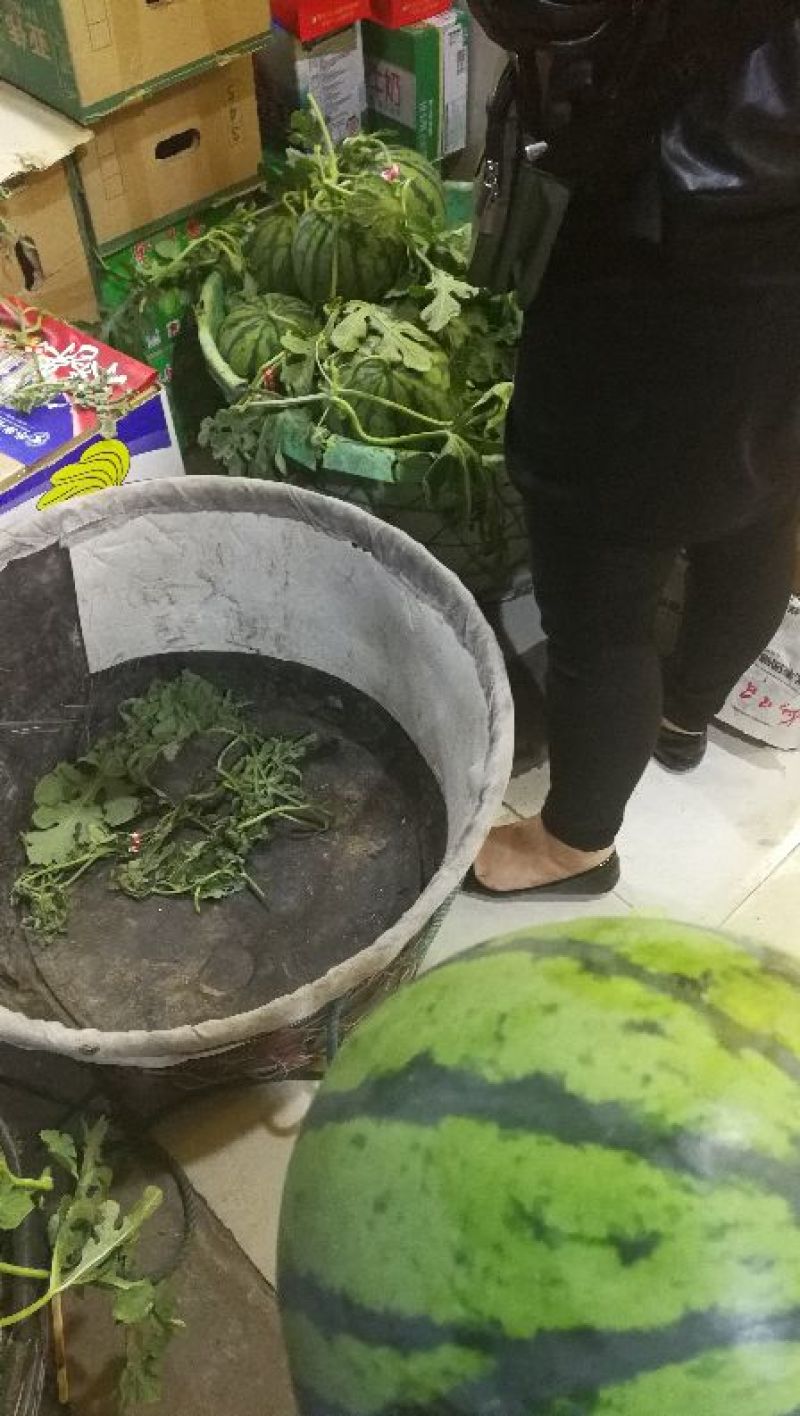 8424西瓜5斤打底9成熟1茬