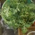 8424西瓜5斤打底9成熟1茬