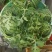 8424西瓜5斤打底9成熟1茬