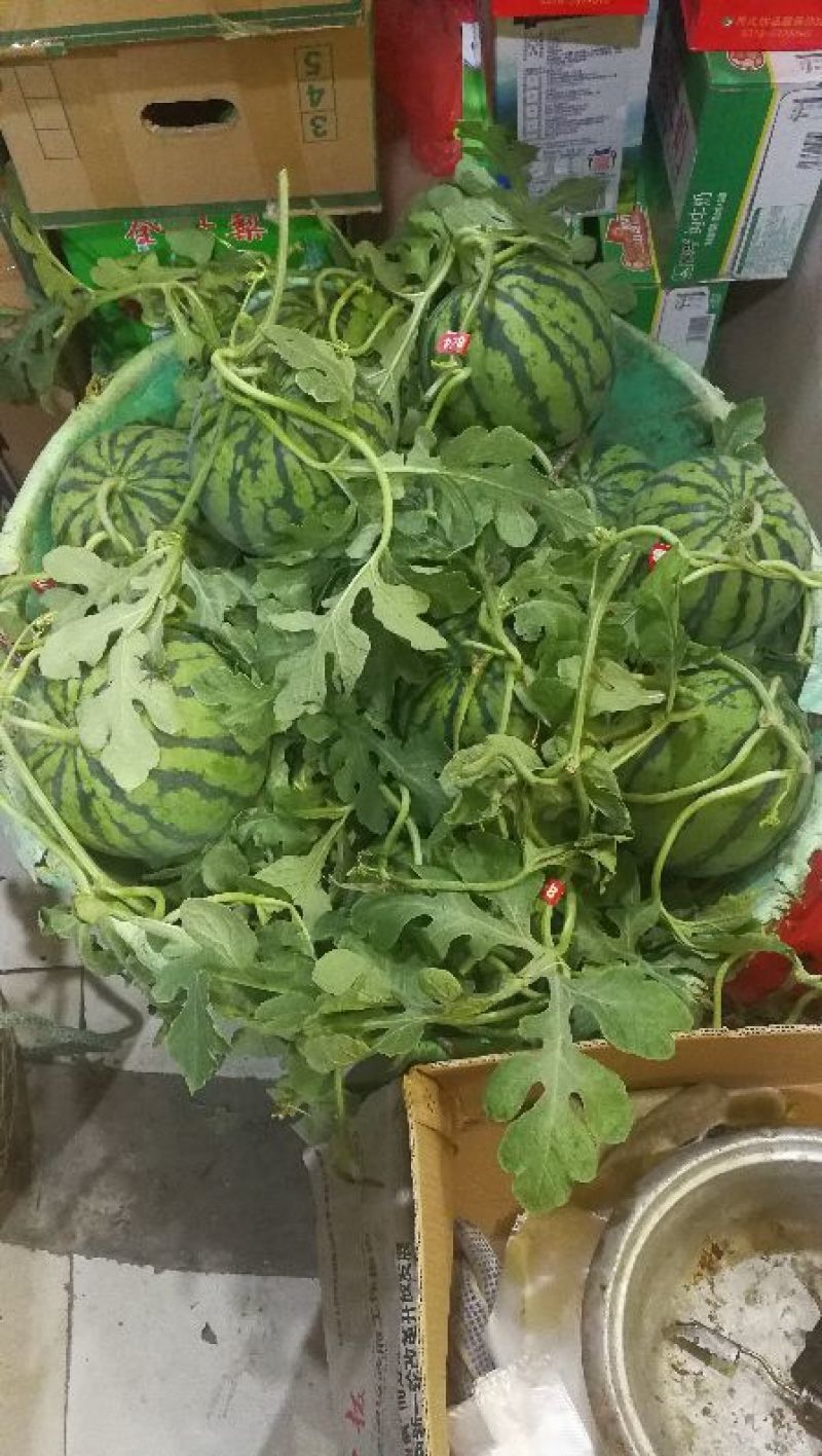 8424西瓜5斤打底9成熟1茬