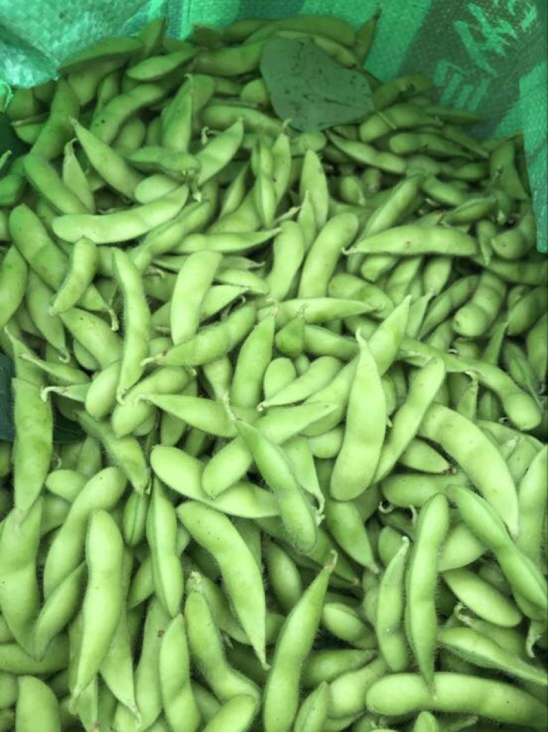 绿宝石毛豆12~18克，个头饱满